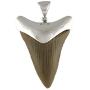 Fossil Giant Great White Shark Tooth Sterling Silver Pendant