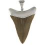 Fossil Giant Great White Shark Tooth Sterling Silver Pendant