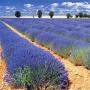 Unrivaled Candles | Lavender Fields | Jewelry Candles | Ring Candles | Candle with Ring Inside (Surprise Gifts for Women Rings, Necklaces, Earrings Valued at $10 to $10,000) | 8 oz Container