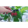 Eiffy Romantic Crystal Acrylic Rose Flower Earrings Five Leaves Exaggerated Round Hoop Long Tassel Earring for Women Jewelry (Red)