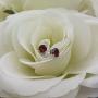 Dazzlingrock Collection 10K 5mm Each Round Cut Ladies Solitaire Stud Earrings, White Gold
