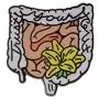 CENWA Anatomical Intestines Enamel Lapel Pin Intestines Brooch Medical Jewellery Gastroenterology Gift CENWA Anatomical Intestines Enamel Lapel Pin Intestines Brooch Medical Jewellery Gastroenterology Gift