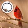 Lola Bella Gifts and Spirit Lala Cardinal Reversible Size Small - Medium Stretch Bracelet with Backside ''Our Love Never Dies '' with Red Feathered Soul Poem Card, Gift Box Grief Sympathy Gift