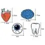 CAROMAY 4 PC Enamel Lapel Pins Set Brain Tooth Eye Heart Halloween Collar Brooch for Boys Girls Backpack Jacket Bag CAROMAY 4 PC Enamel Lapel Pins Set Brain Tooth Eye Heart Halloween Collar Brooch for Boys Girls Backpack Jacket Bag