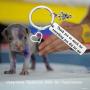 POTIY Veterinarian Keychain Veterinary Technician Gifts Thank You So Much for Everything You Did for Me Vet Tech Jewelry Gift Thank You Gift for Veterinarian