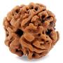 55Carat Choose Your Natural Certified Nepali Rudraksha 1 to 13 Mukhi Ganesh Gauri Shankar Simple Pendant with Red Thread Shiva Astrology Jewelry for Men Women