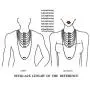 Mixiueuro 2mm Genuine Leather Chain Necklace With Upgrade Ultra Thin Light New Models Titanium steel Clasp, for Men Women