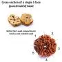 Wonder Care Authentic Rudraksh Mala-5face- Genuine Himalayan Rudraksha Seeds Religious Ornament Rosary Japa Mala Necklace - Imported from Nepal