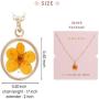 BONALUNA Pressed Flower Circle Frame Pendant with Yellow Gold Plated Necklace