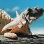 Sterling Silver Seashell Leverback Earrings