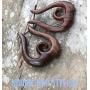 UMBRELLALABORATORY Natural Wooden Tribal Organic Bohemian Earrings Wood Boho Jewelry for Women Men