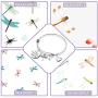 Dragonfly Gift Dragonfly Jewelry Whisper Words of Wisdom Let It Be Bracelet Inspirational Gift for Woman Best Friend