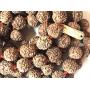 AwakenYourKundalinis Rudraksha Rudraksh japa mala prayer beads necklace - Big 12 mm beads 5 mukhi ( 5 face ) - Energized hand knotted mala w/ Velvet Pouch