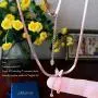 Madaory, Butterfly Necklace, Stainless Steel Choker, 18K Gold Plated Stainless Steel Choker Necklace for Women Girls, Butterfly Pendant Madaory, Butterfly Necklace, Stainless Steel Choker, 18K Gold Plated Stainless Steel Choker Necklace for Women Girls, Butterfly Pendant