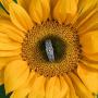 Sunflower Ring, Boho Floral Rings for Women, Dainty Sterling Silver Jewelry, Flower Promise Accessory, Antique Wedding Gift, Bohemian Fashion Item