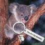 FOTAP Koala Lover Gift You are Top Koalaty Keychain Inspirational Gift Personalized Koala Jewelry Gifts