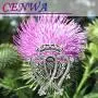 CENWA Thistle Brooch Scotland Brooch Outlander Jewelry Crown Ireland Irish Royalty Outlander Badge Brooch