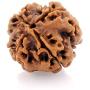 55Carat Choose Your Natural Certified Nepali Rudraksha 1 to 13 Mukhi Ganesh Gauri Shankar Simple Pendant with Red Thread Shiva Astrology Jewelry for Men Women