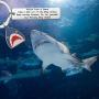 AKTAP Shark Keychain Shark Stuff Diver Jewelry Advice from A Shark Take A Bite Out of Life Shark Gifts for Shark Lovers