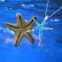 Sterling Silver Starfish Necklace Pendant Earrings Blue Opal White Opal or Green Opal Pendant Necklace