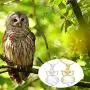 HUAYUAN 18K Gold or Platinum Plated Owl Necklace, Lovely Animal Pendant with Cubic Zircon Necklace Jewelry Gift for Women Girls for Owl Lover(16 inch+2 Inch Extender Chain)