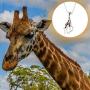 Lola Bella Gifts Giraffe Pendant Necklace with Gift Box