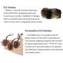 Jovivi Hand Carved Natural Ice Obsidian Healing Crystals Necklace for Men Feng Shui Wealth Pi Xiu Leaf Amulet Charm Gemstone Beads Pendant Protection Jewelry Adjustable Cord