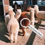 ENSIANTH No Drama Llama Keychain Llama Lover Gift Funny Gift for Best Friend Theater Jewelry Dramatic Gift