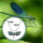 Lola Bella Gifts Abalone Dragonfly Necklace and Earrings Set with Gift Box
