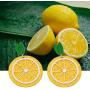 Gold Lemon Charm Earrings Yellow Lemon Slice Earrings Fruit Jewelry Gift for Lemon Lovers