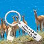 FOTAP Llama Gift She’s A Bad Mama Llama Keychain Mama Llama Jewelry Alpaca Gifts Animal Lover Gift