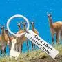 FOTAP Llama Gift She’s A Bad Mama Llama Keychain Mama Llama Jewelry Alpaca Gifts Animal Lover Gift FOTAP Llama Gift She’s A Bad Mama Llama Keychain Mama Llama Jewelry Alpaca Gifts Animal Lover Gift