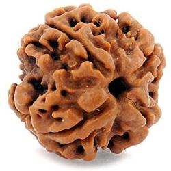 55Carat Choose Your Natural Certified Nepali Rudraksha 1 to 13 Mukhi Ganesh Gauri Shankar Simple Pendant with Red Thread Shiva Astrology Jewelry for Men Women