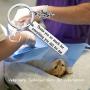 POTIY Veterinarian Keychain Veterinary Technician Gifts Thank You So Much for Everything You Did for Me Vet Tech Jewelry Gift Thank You Gift for Veterinarian