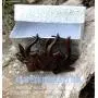 UMBRELLALABORATORY Natural Wooden Tribal Organic Boho Earrings Wood Hawaiian Jewelry for Women Men UMBRELLALABORATORY Natural Wooden Tribal Organic Boho Earrings Wood Hawaiian Jewelry for Women Men