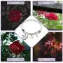A Court of Thorns and Roses Inspired Gift to The Stars Who Listen and The Dreams That are Answer Sarah J Maas Fans Gift Books Lover Gift The Night Court Gift A Court of Thorns and Roses Inspired Gift to The Stars Who Listen and The Dreams That are Answer Sarah J Maas Fans Gift Books Lover Gift The Night Court Gift