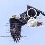 FAADBUK Eagle Scout Gift Eagle Scout Court of Honor Gift Boy Scout Gift Scoutmaster Gift Eagle Scout Ceremony Gift