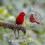 Cardinal Necklace Sterling Silver Red Bird Memorial Gift for Women Cardinal Jewelry for Girls Loved Ones