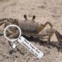 ENSIANTH Crab Keychain Crab Lover Gift Never Forget How Crabulous You are Keychain Crab Jewelry for BFF Traveler Gift