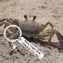 ENSIANTH Crab Keychain Crab Lover Gift Never Forget How Crabulous You are Keychain Crab Jewelry for BFF Traveler Gift ENSIANTH Crab Keychain Crab Lover Gift Never Forget How Crabulous You are Keychain Crab Jewelry for BFF Traveler Gift
