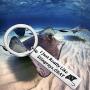 BEKECH Stingrays Keychain I Just Really Like Stingrays Okay Stingrays Jewelry Manta Ray Keychain Ocean Sea Jewelry Ocean Style Key Ring Gift for Stingrays Lovers