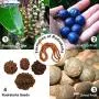 Wonder Care Authentic Rudraksh Mala-5face- Genuine Himalayan Rudraksha Seeds Religious Ornament Rosary Japa Mala Necklace - Imported from Nepal