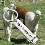 BEKECH Spit Happens Alpaca Keychain Funny Llama Jewelry Alpaca Themed Stainless Steel Keychain Cute Llama Gifts Mama Llama Gift for Alpaca Lovers Animal Jewelry Gift for Friends BEKECH Spit Happens Alpaca Keychain Funny Llama Jewelry Alpaca Themed Stainless Steel Keychain Cute Llama Gifts Mama Llama Gift for Alpaca Lovers Animal Jewelry Gift for Friends